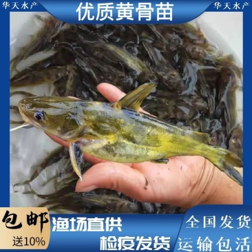 杂交黄骨鱼苗全雄黄辣丁苗黄颡鱼苗黄鸭叫昂刺鱼苗优质快大种