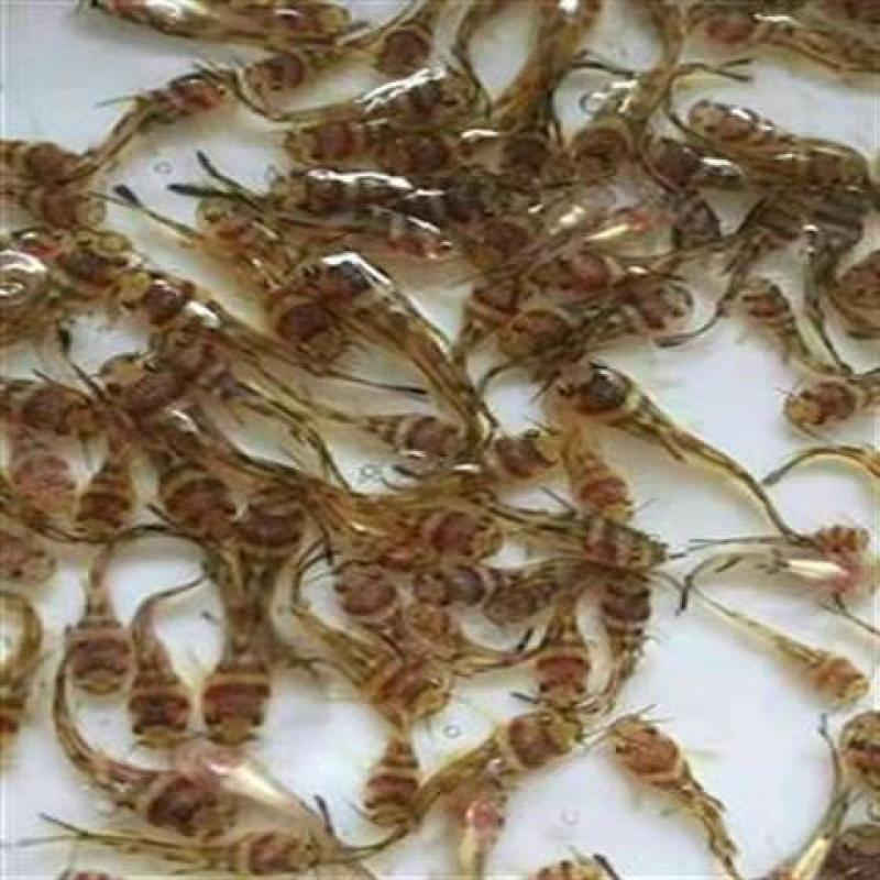 杂交黄骨鱼苗全雄黄辣丁苗黄颡鱼苗黄鸭叫昂刺鱼苗优质快大种