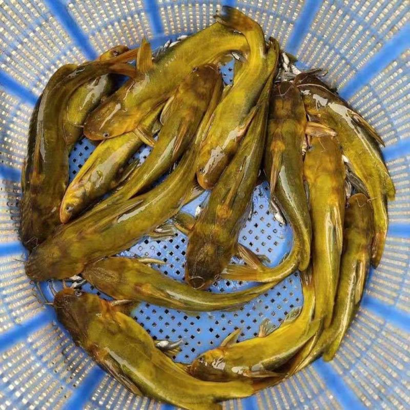 杂交黄骨鱼苗全雄黄辣丁苗黄颡鱼苗黄鸭叫昂刺鱼苗优质快大种