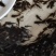 杂交黄骨鱼苗全雄黄辣丁苗黄颡鱼苗黄鸭叫昂刺鱼苗优质快大种