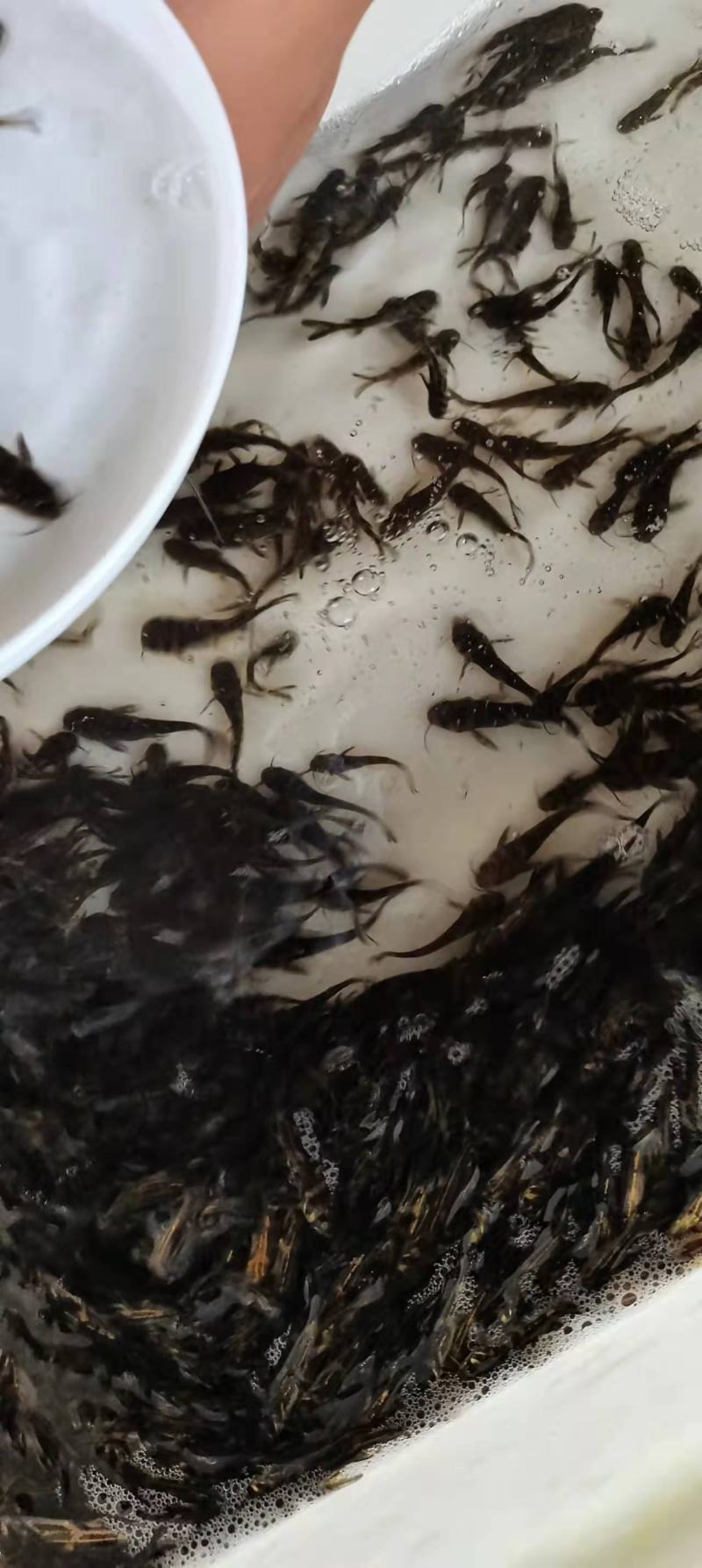 杂交黄骨鱼苗全雄黄辣丁苗黄颡鱼苗黄鸭叫昂刺鱼苗优质快大种