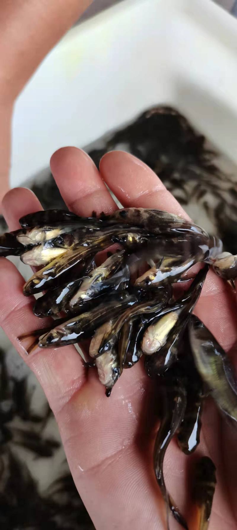 杂交黄骨鱼苗全雄黄辣丁苗黄颡鱼苗黄鸭叫昂刺鱼苗优质快大种