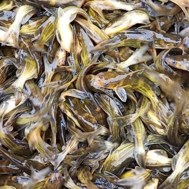 杂交黄骨鱼苗全雄黄辣丁苗黄颡鱼苗黄鸭叫昂刺鱼苗优质快大种