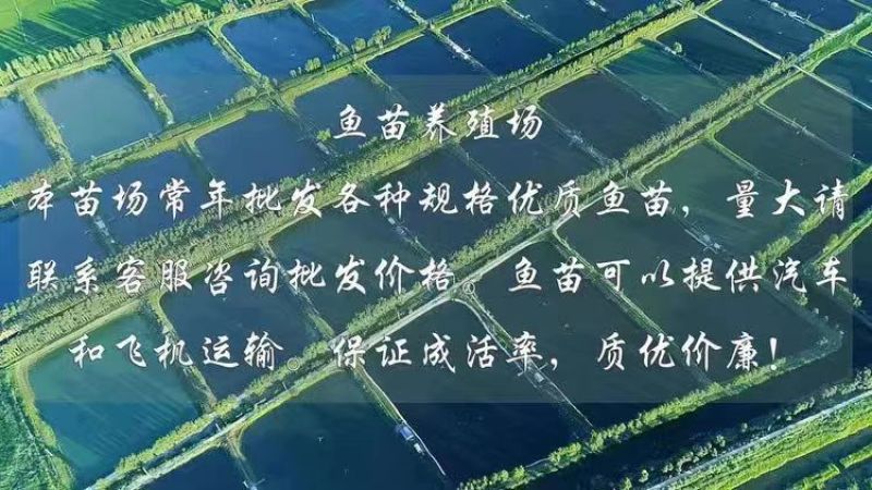 杂交黄骨鱼苗全雄黄辣丁苗黄颡鱼苗黄鸭叫昂刺鱼苗优质快大种