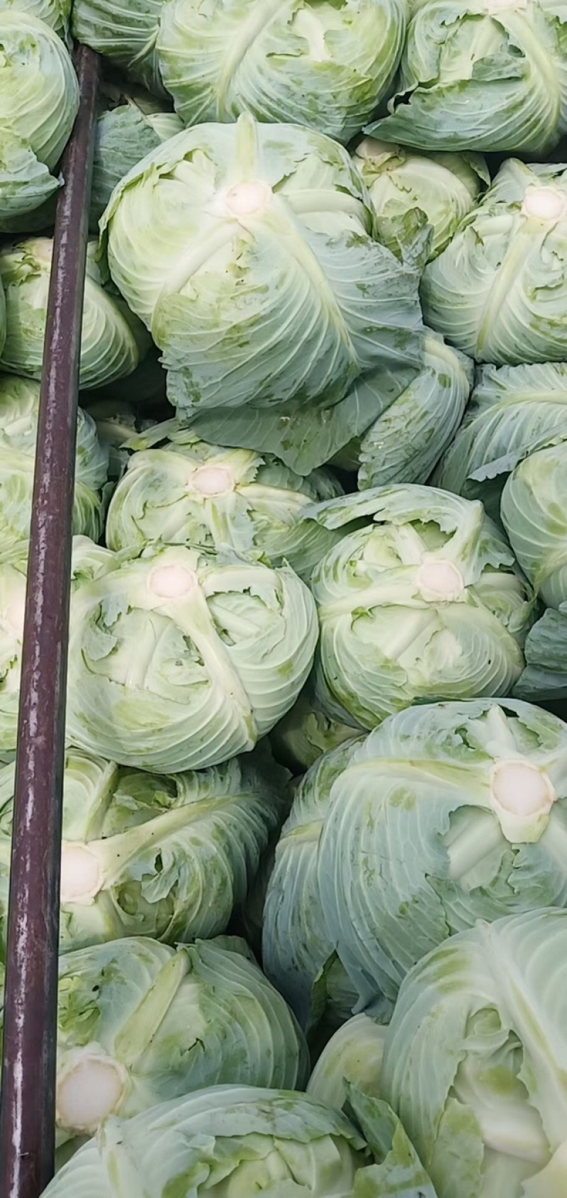 莲花白春福来大量有货基地货货好的很
