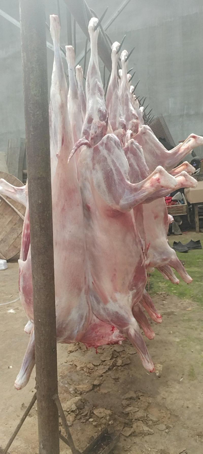 白条羊，6到30斤的烤全羊，全国可以发货，无水山羊，纯干货