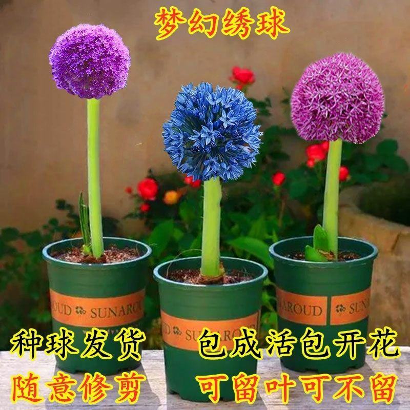 荷兰进口大花葱种球耐寒花卉盆栽植物庭院地栽大葱花球根四季