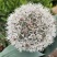 荷兰进口大花葱种球耐寒花卉盆栽植物庭院地栽大葱花球根四季