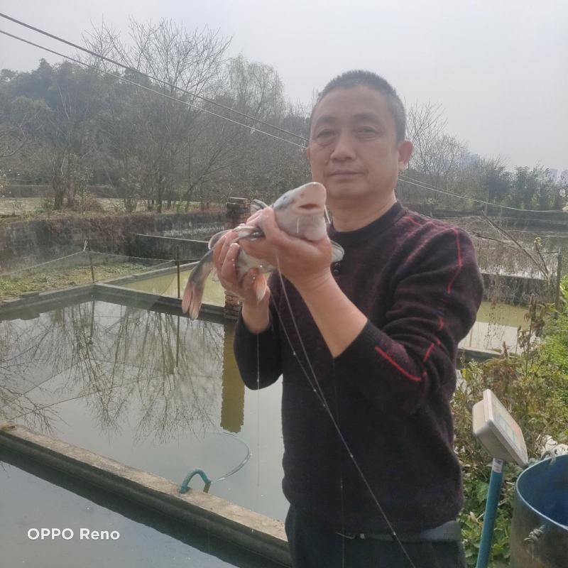长吻鮠江团名贵鱼、自贡优质鱼苗、基地一手货源【保质保量】