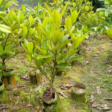 樱桃苗基地直发欢迎来电