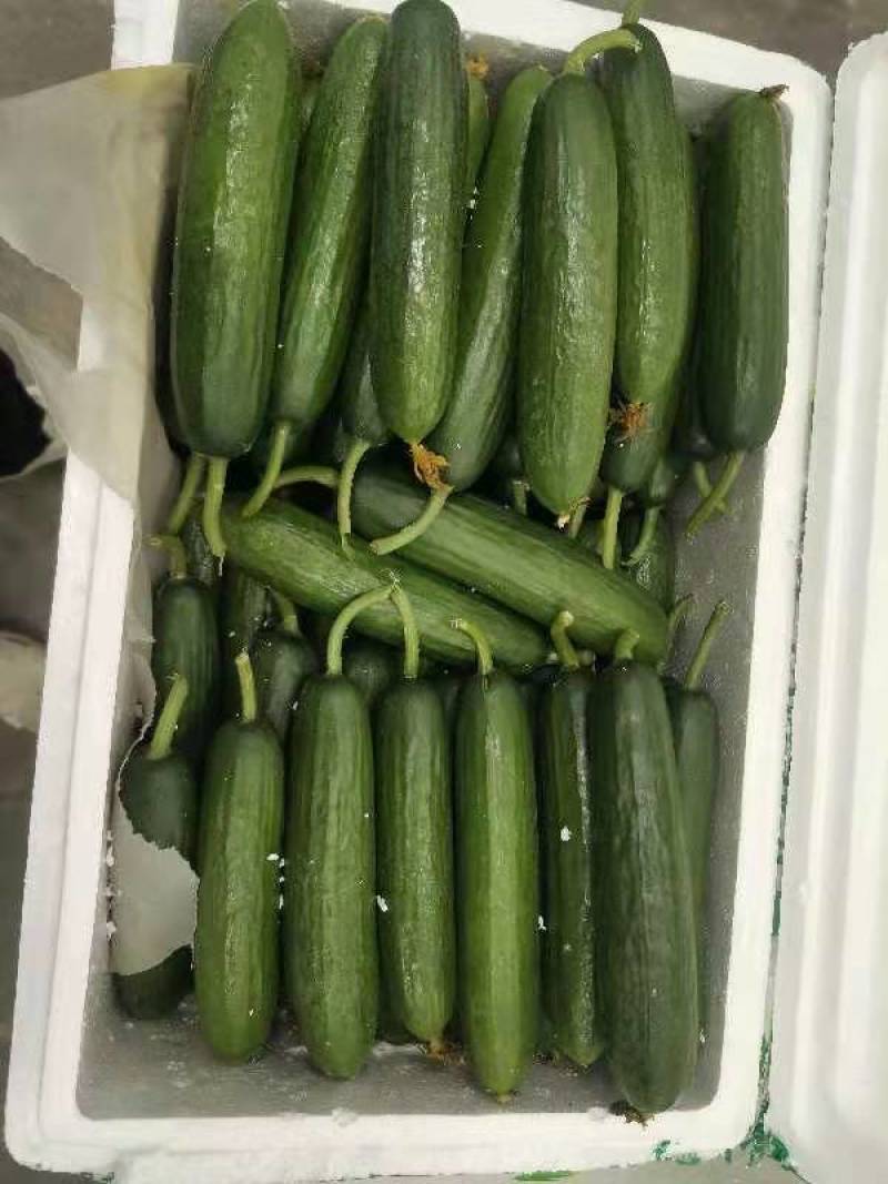 寿光水果黄瓜，荷兰水果小黄瓜