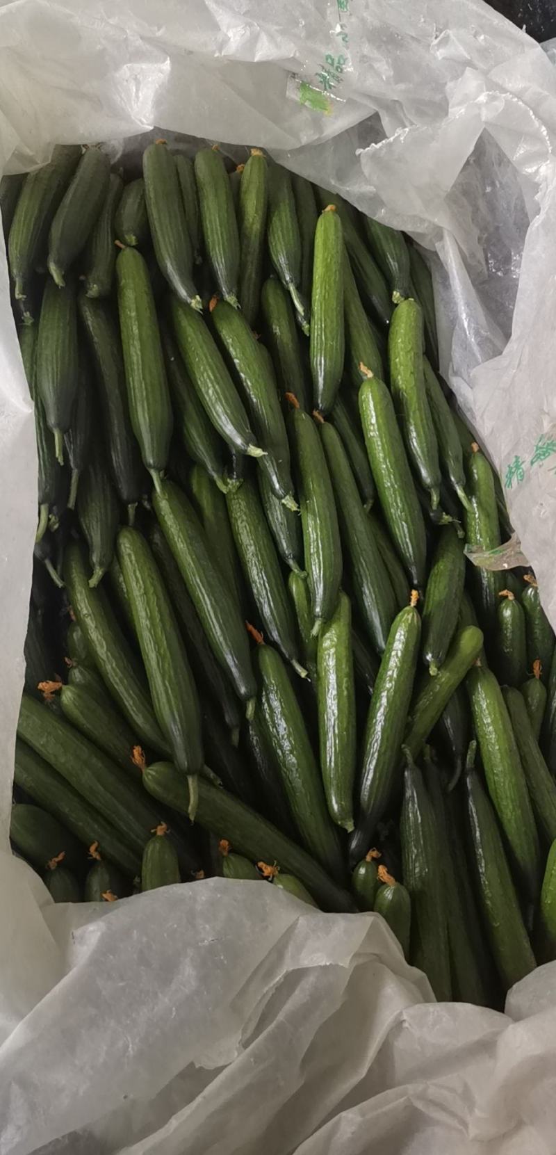 寿光水果黄瓜，荷兰水果小黄瓜