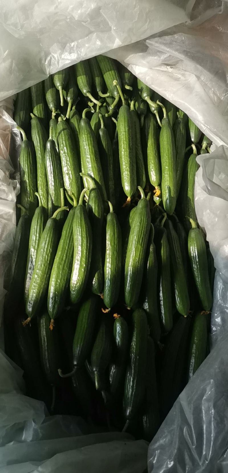 寿光水果黄瓜，荷兰水果小黄瓜