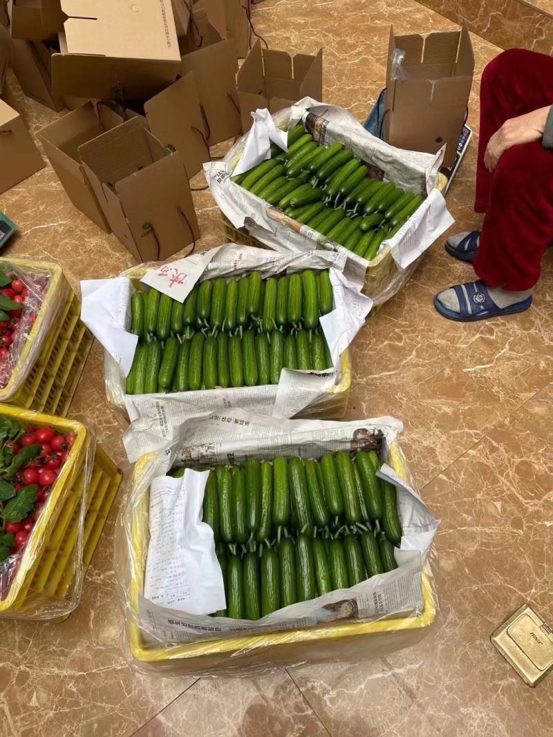 寿光水果黄瓜，荷兰水果小黄瓜