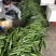 寿光水果黄瓜，荷兰水果小黄瓜