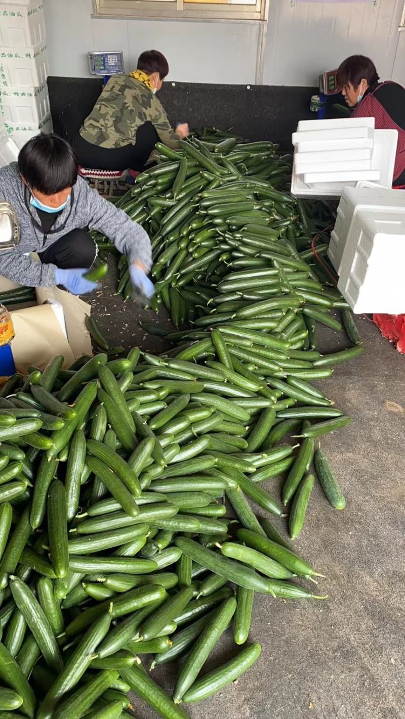 寿光水果黄瓜，荷兰水果小黄瓜