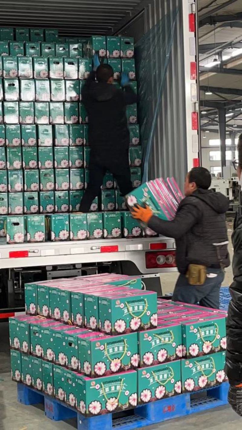 寿光水果黄瓜，荷兰水果小黄瓜