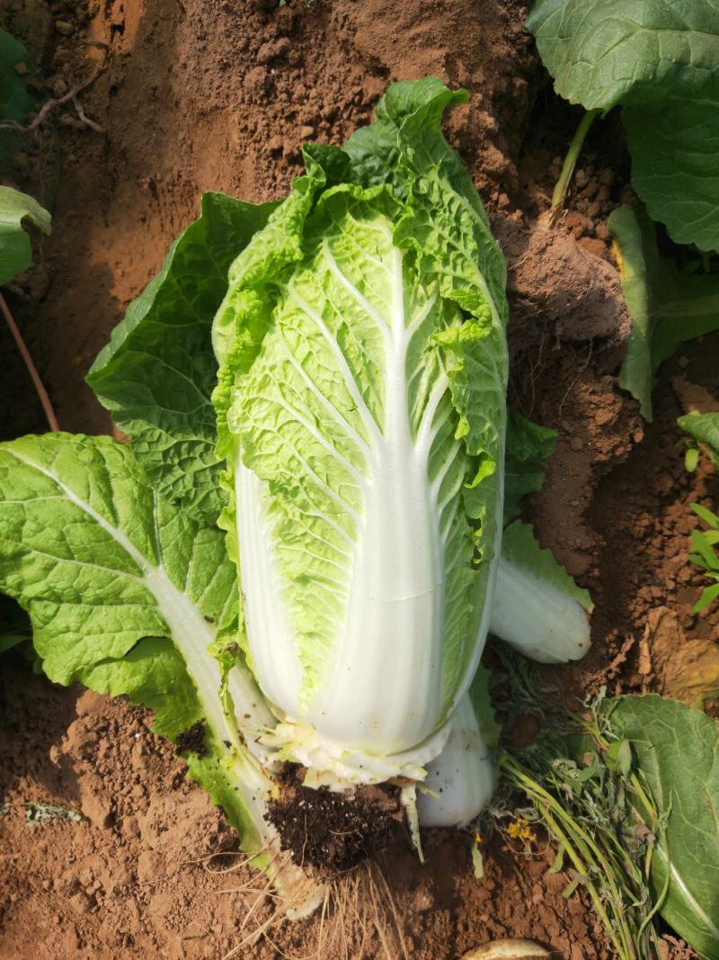 娃娃菜