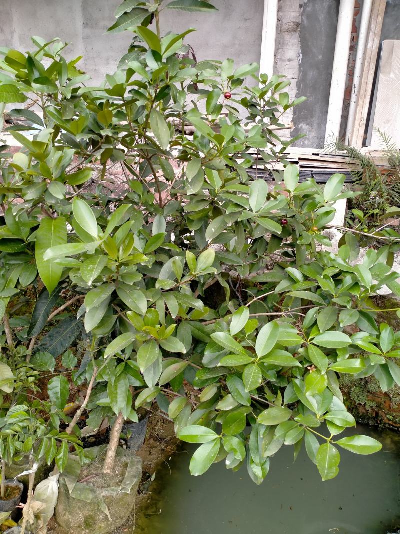 樱桃苗基地直发欢迎来电