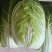 精品黄心白菜4~6斤净菜