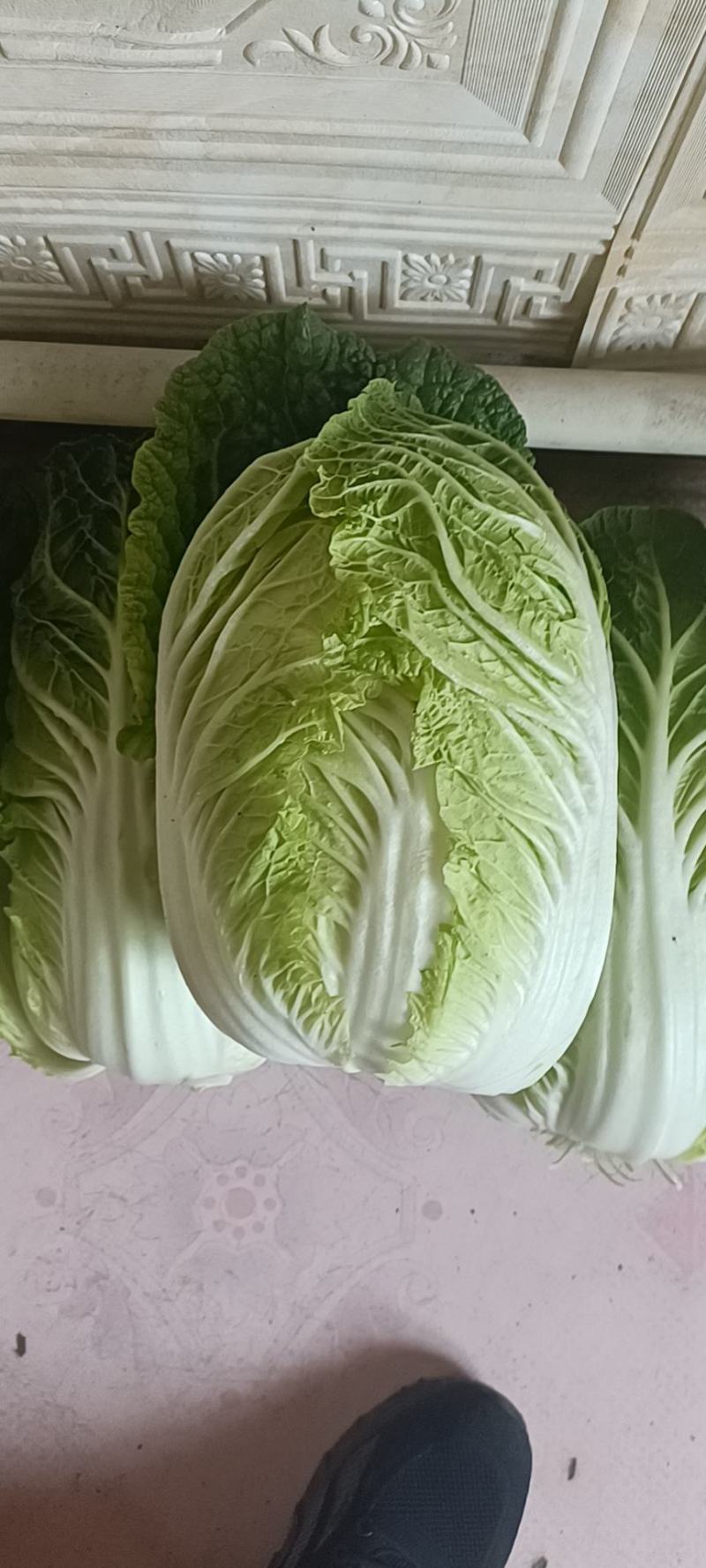 精品黄心白菜4~6斤净菜