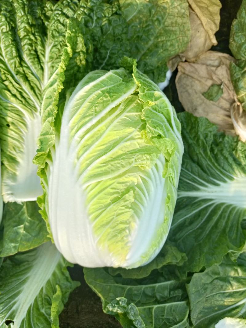 精品黄心白菜4~6斤净菜