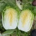 精品黄心白菜4~6斤净菜