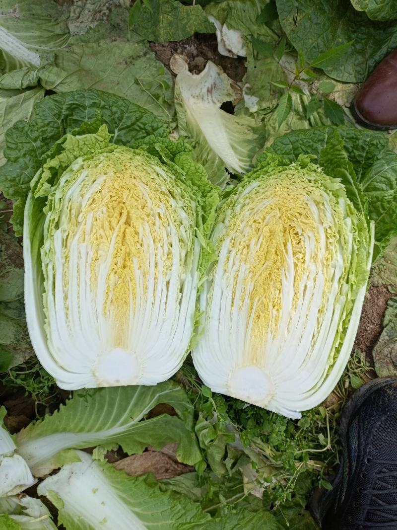 精品黄心白菜4~6斤净菜