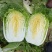 精品黄心白菜4~6斤净菜