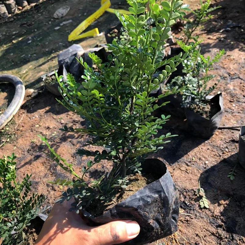 胡椒木袋苗清香木小苗胡椒木盆栽批发福建花卉基地