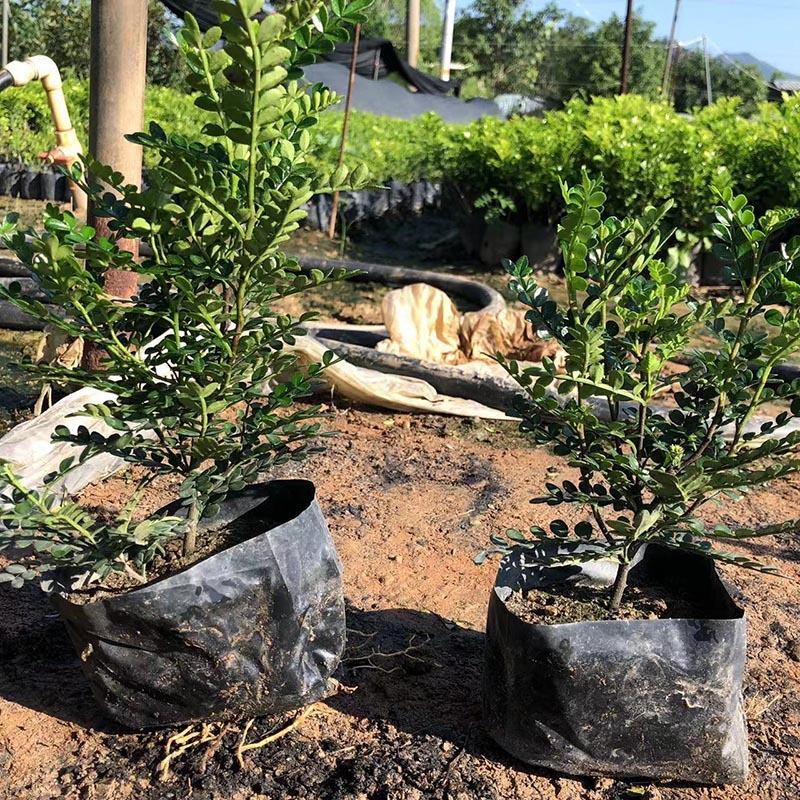 胡椒木袋苗清香木小苗胡椒木盆栽批发福建花卉基地