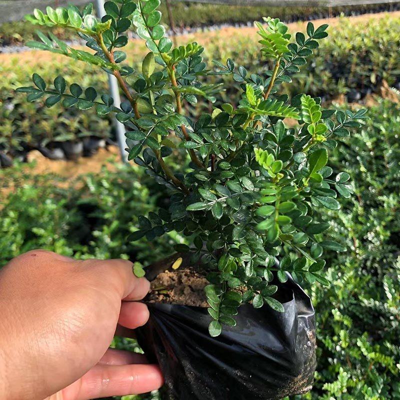 胡椒木袋苗清香木小苗胡椒木盆栽批发福建花卉基地