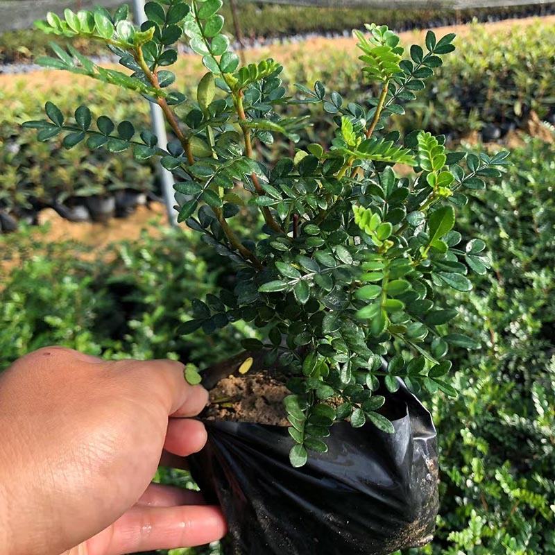 清香木袋苗清香木盆景胡椒木杯苗胡椒木小红盆