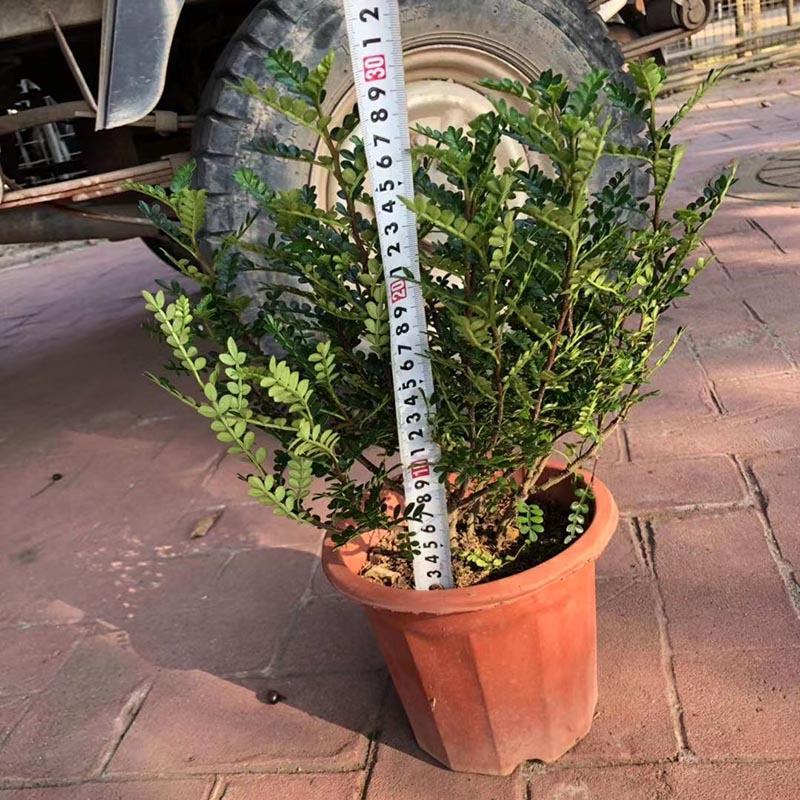 清香木袋苗清香木盆景胡椒木杯苗胡椒木小红盆