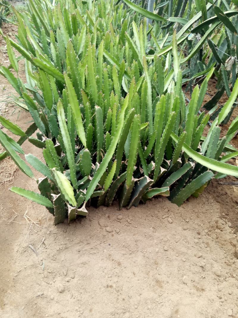 基地出售红心火龙果苗红皮红肉火龙果苗