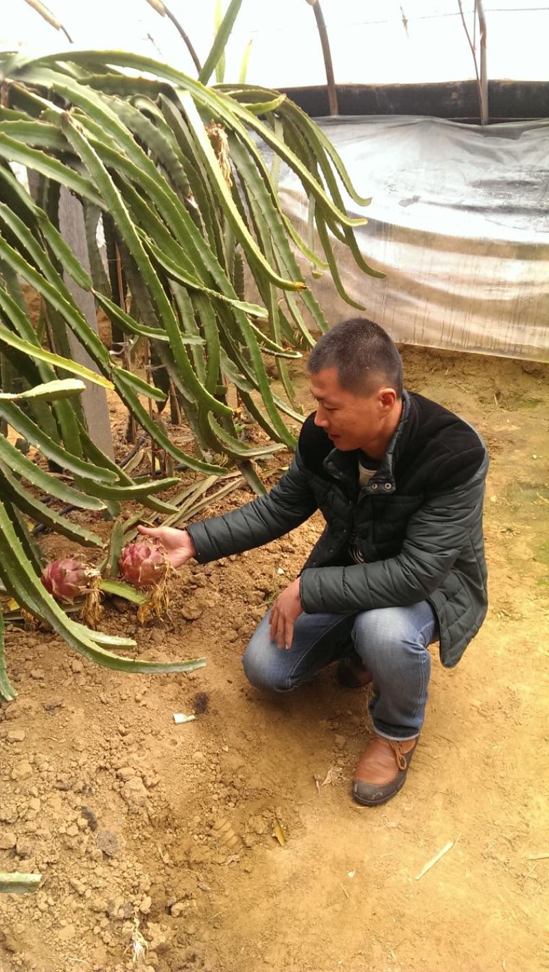基地出售红心火龙果苗红皮红肉火龙果苗