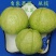 海南当季白心潘石榴新鲜水果现摘现发批发产地直发