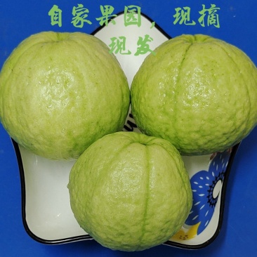 海南当季白心潘石榴新鲜水果现摘现发批发产地直发