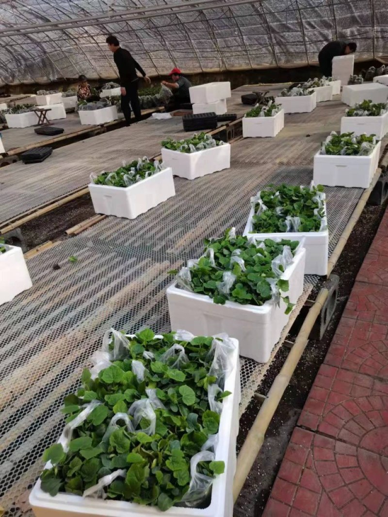 黄瓜苗秋延茬黄瓜苗德瑞特891黄瓜苗抗寒产量高