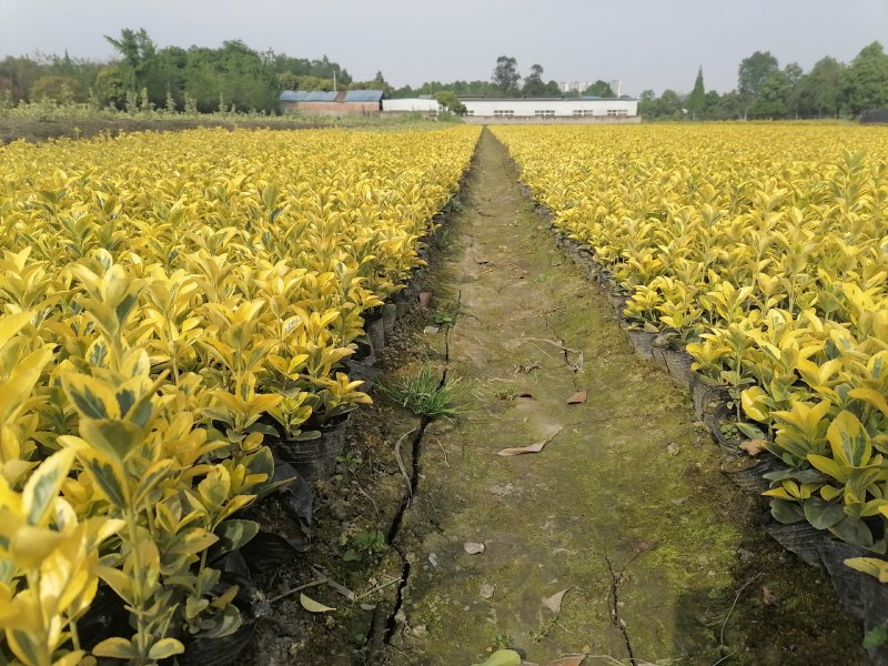 金冠黄杨基地批发供应金冠黄杨苗圃，金冠黄杨小杯苗子很多哦