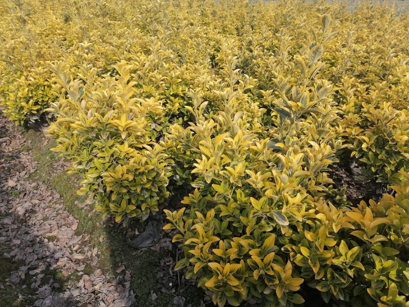 金冠黄杨基地批发供应金冠黄杨苗圃，金冠黄杨小杯苗子很多哦