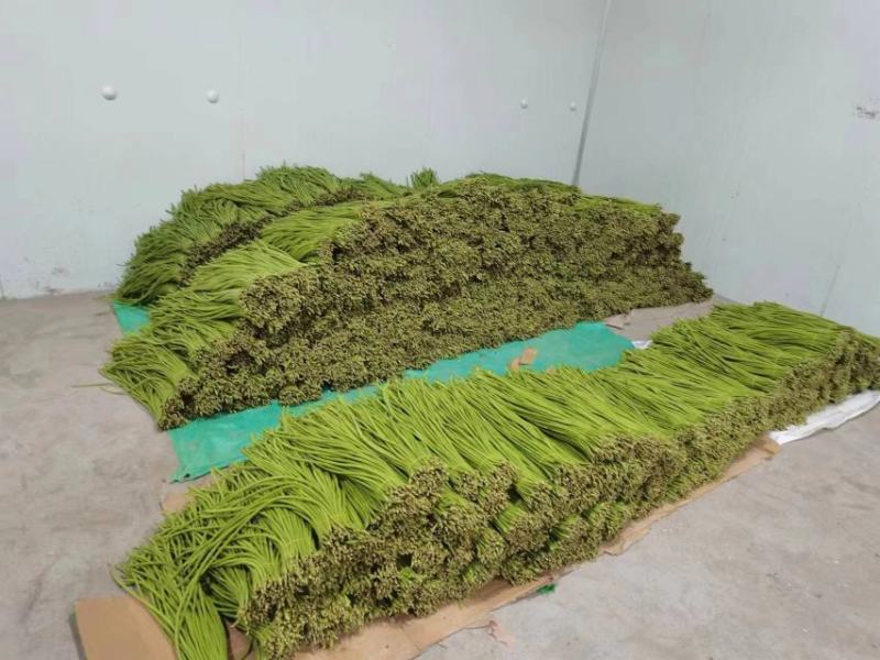 豇豆大量上市有需要的老板联系