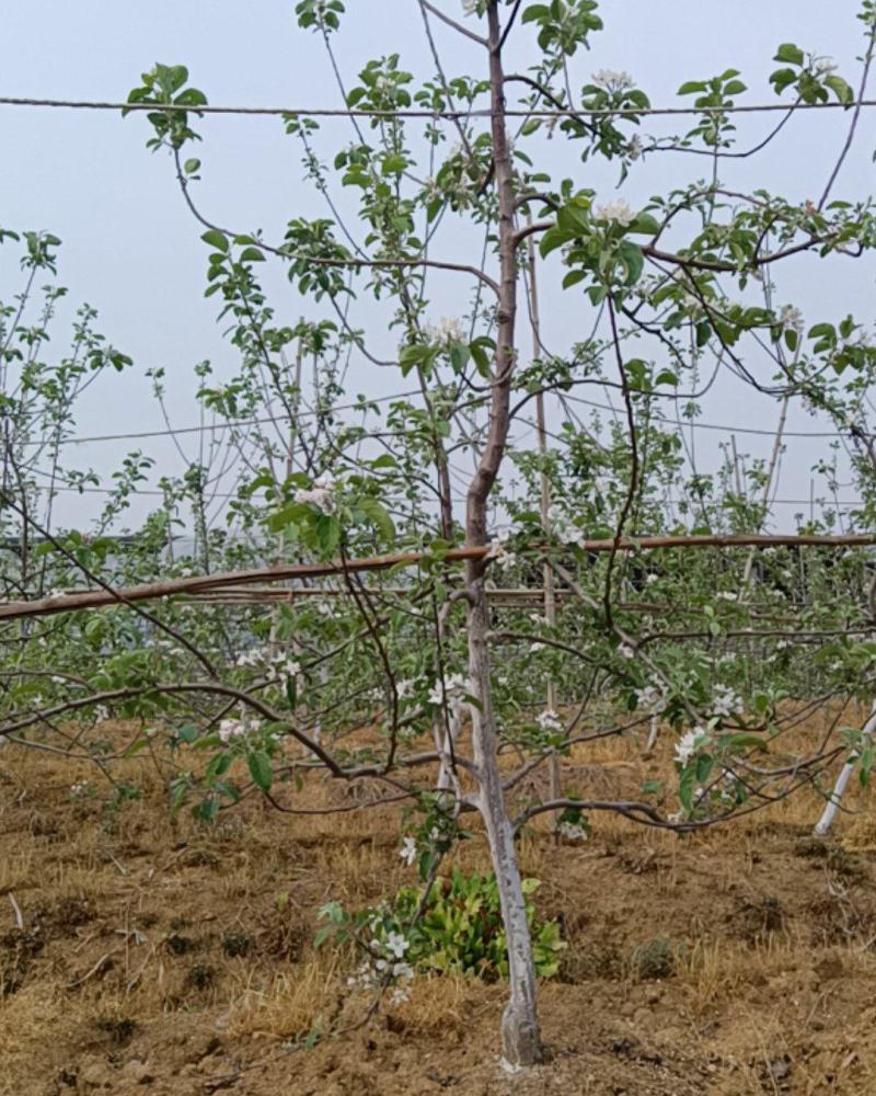 富士自砧根苹果树