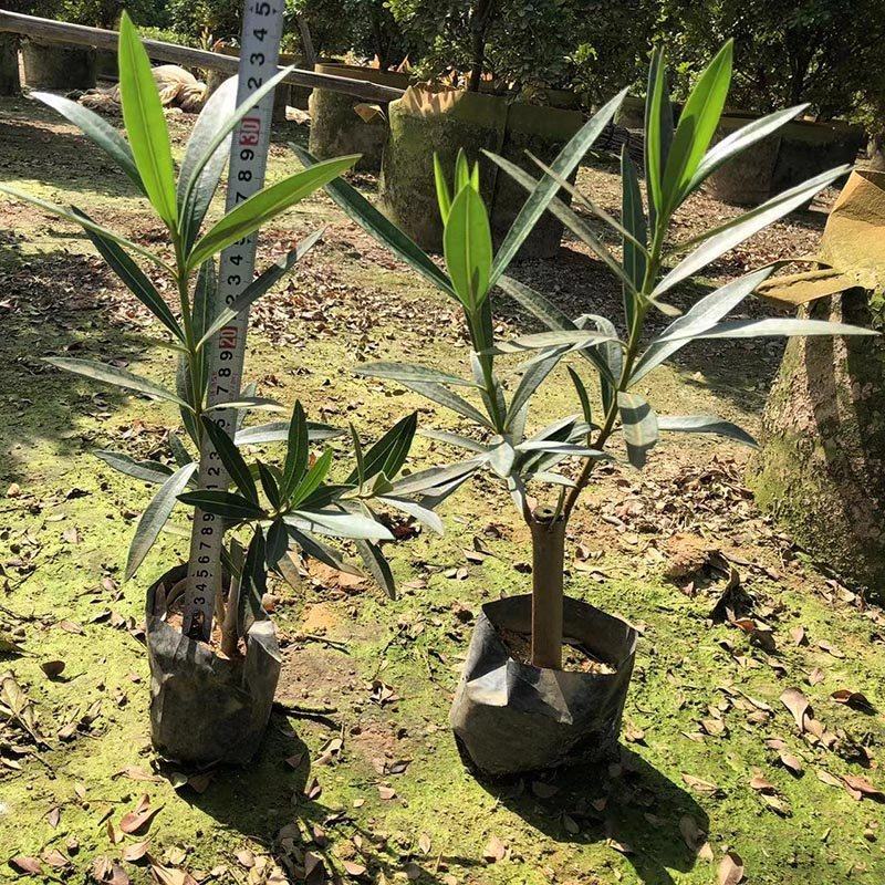 红花夹竹桃苗价格粉花夹竹桃绿化苗白花夹竹桃杯苗