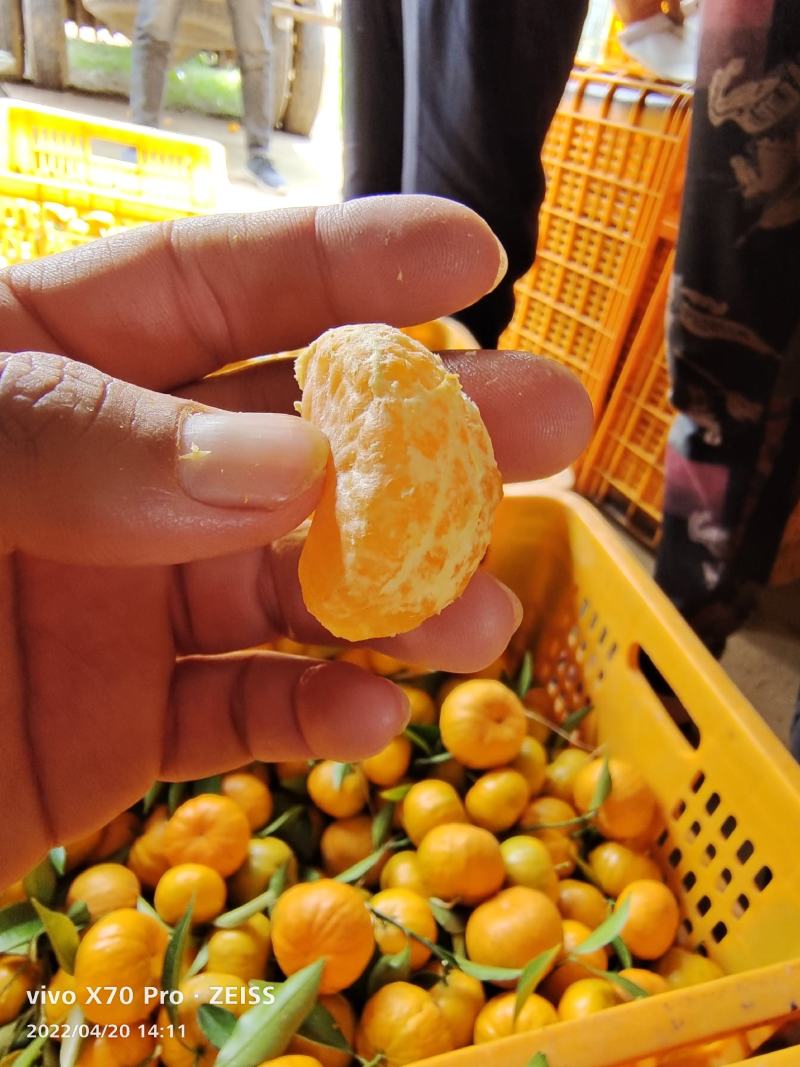 南瓜桔.果面漂亮，口感好，个头大.招全国各地老板整车代发