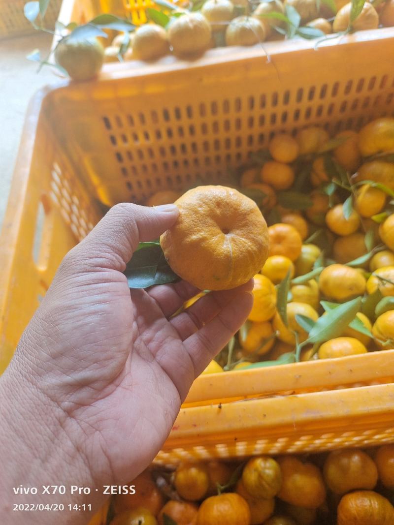 南瓜桔.果面漂亮，口感好，个头大.招全国各地老板整车代发