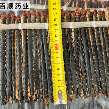 蜈蚣17到18公分大小均匀个头肥实物拍摄颜色好