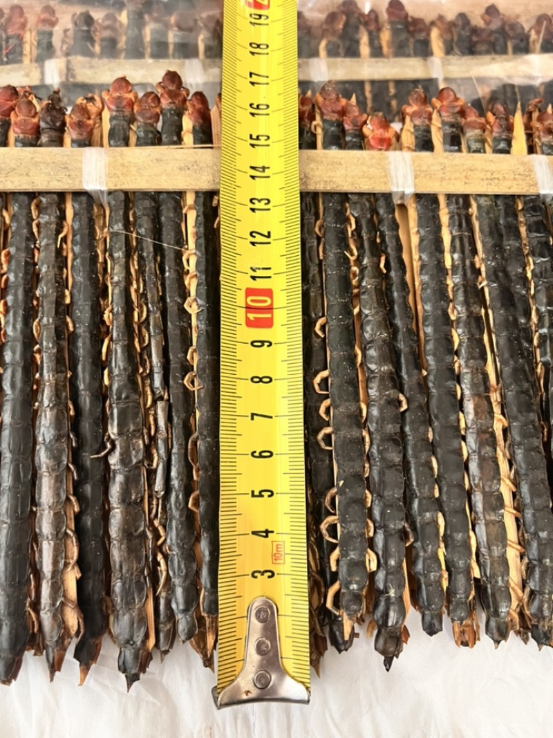 蜈蚣17到18公分大小均匀个头肥实物拍摄颜色好