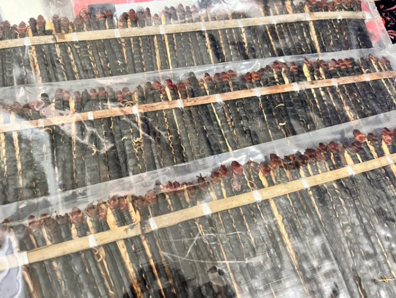 蜈蚣17到18公分大小均匀个头肥实物拍摄颜色好