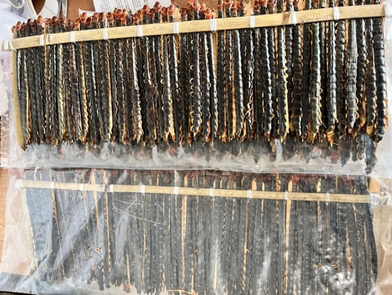 蜈蚣17到18公分大小均匀个头肥实物拍摄颜色好